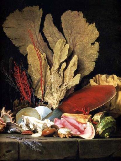  Still-Life with Tuft of Marine Plants, Shells and Corals